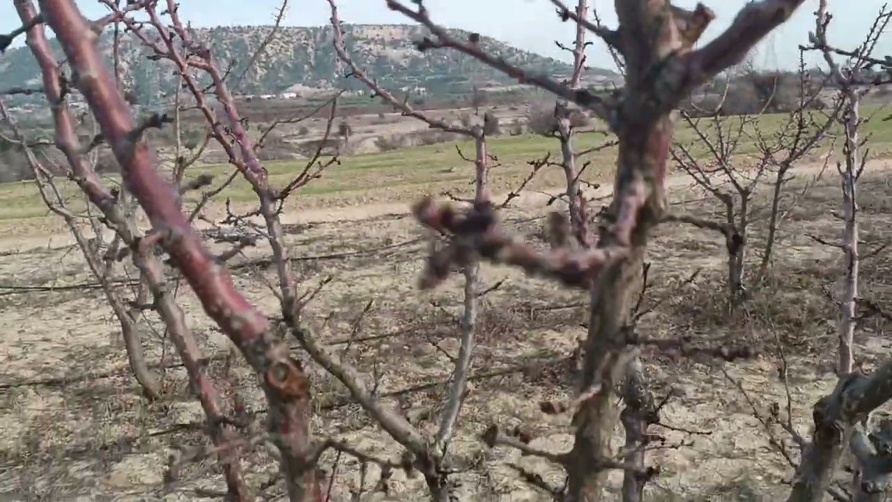 30.12.2023 Pricia'lar bulandı. Genel şekil ve meyve gözleri...