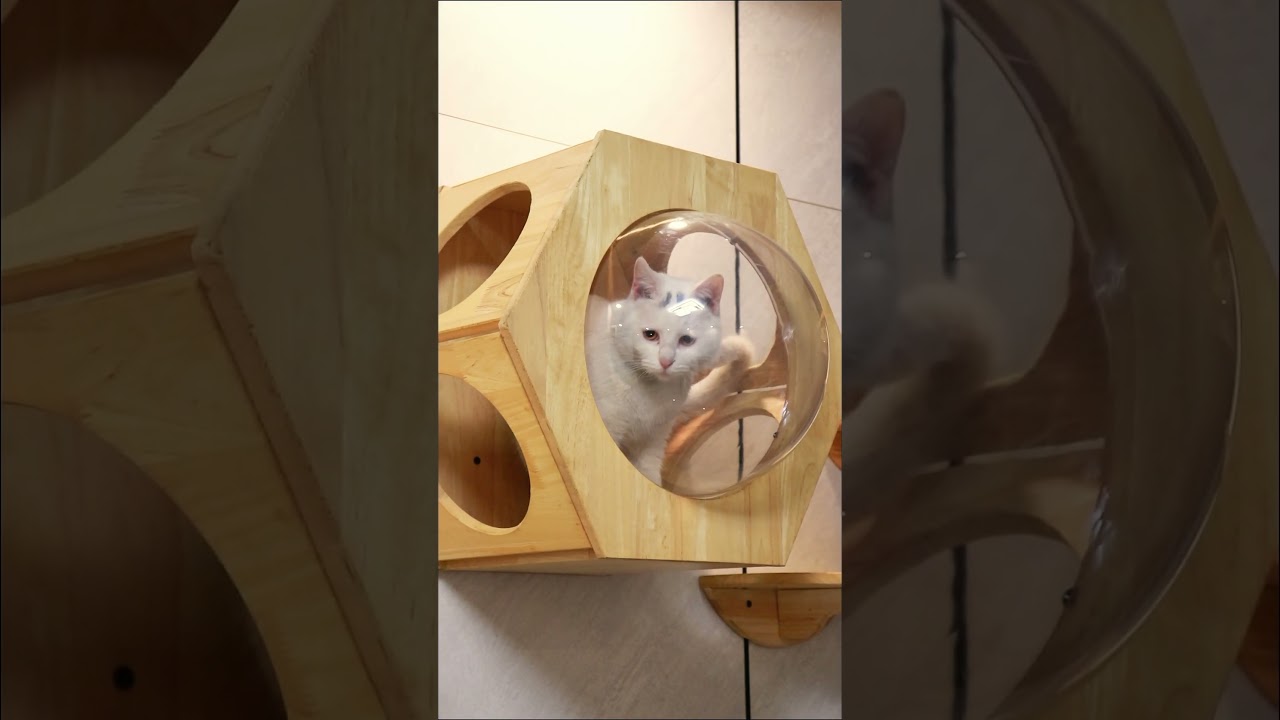 Modular Wall-Mounted Cat Furniture | Hexagonal Cat House & Climbing System | Space-Saving Design