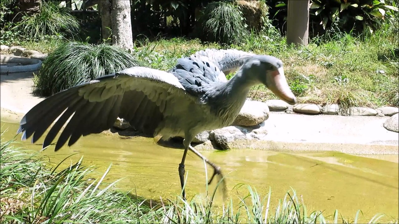 shoebill、ハシビロコウ鯉を追って右往左往