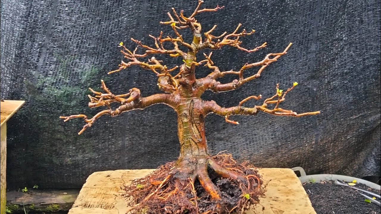 Pres akar bongkar media bonsai loa calon juara