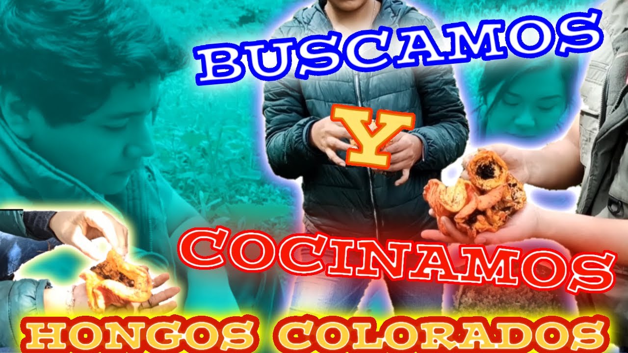 Como recolectar y cocinar los hongos colorados en el pueblo de San Felipe de los Herreros Michoacán