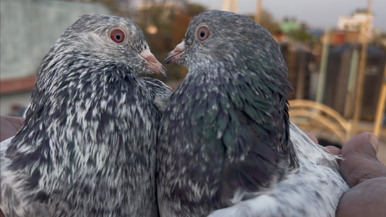 Sell post #pigeon #kabootar #pigeonsale #kabutar #birds 