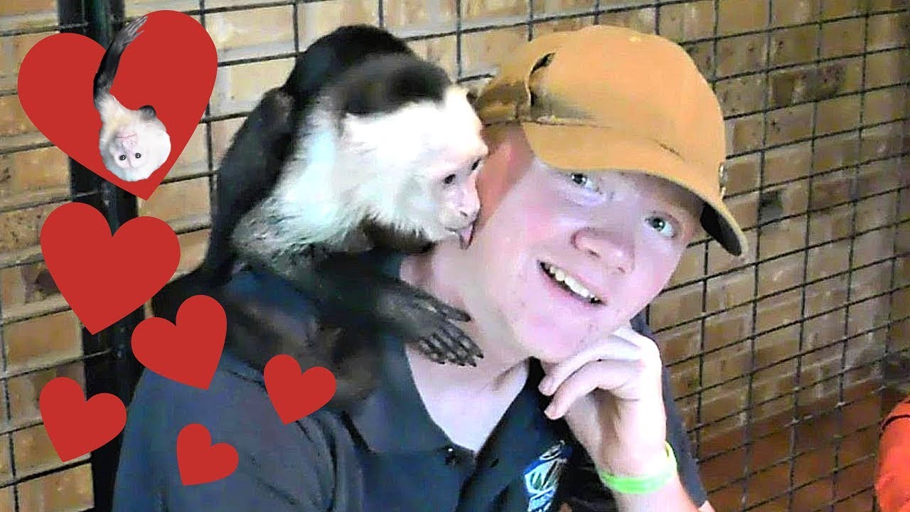 Pet Monkey Excited to See Brother!  (ADORABLE!!!)