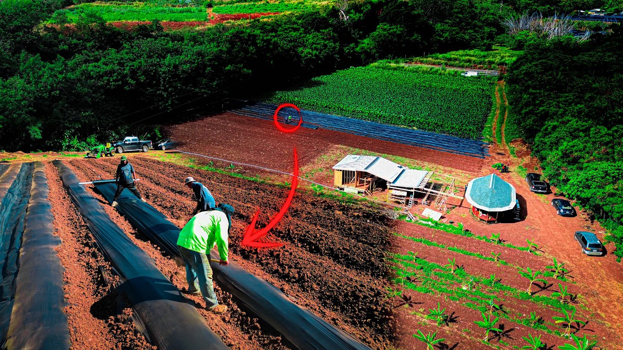 Hawaii's BEST Kept Farming Secret EXPOSED!