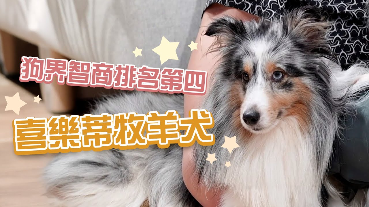 喜樂蒂牧羊犬｜曾經爆紅過的狗狗 縮小版靈犬萊西！美系、歐系你分得出來嗎！？