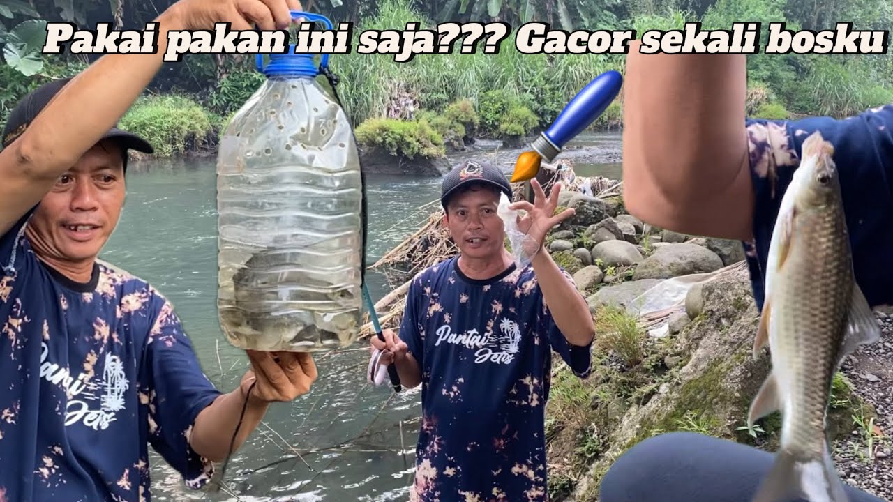 Hanya menggunakan pakan ini dapat strike mancing berkali2 dan gacor sekali bosku !!!  Pasti ampuh !!