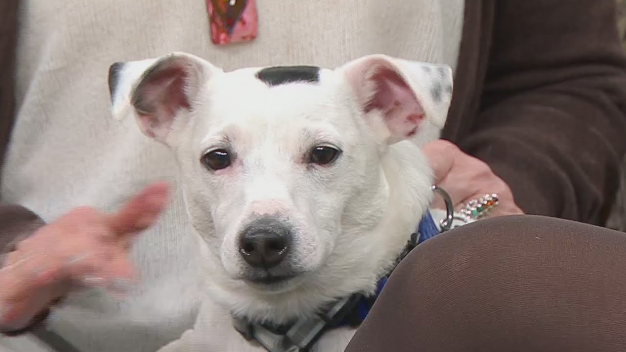 Second Chance Pets: Buzz