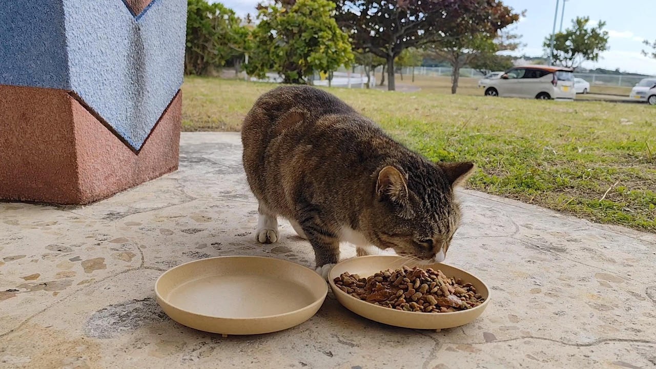 2026.2.3 猫巡り ビーチ猫のビビちゃんに美味しいカリカリと大好きなウェットフードを