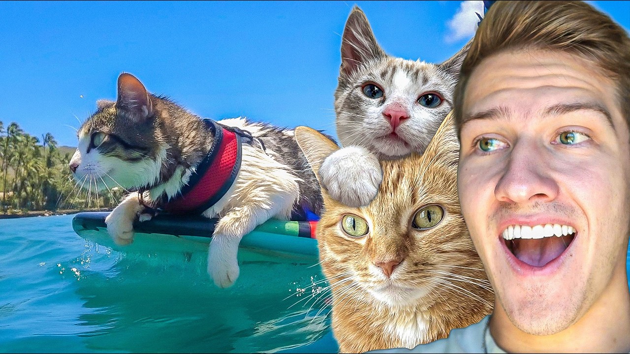 My Cats vs The Worlds Most Talented Cats 