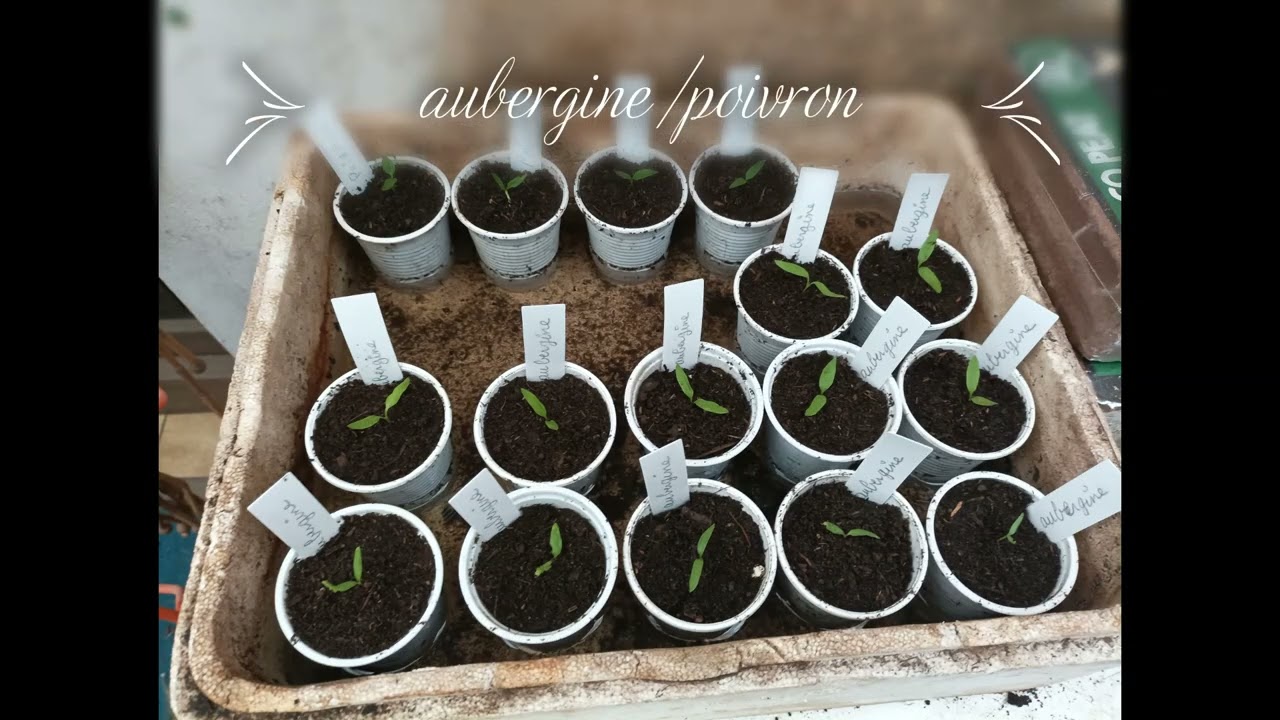 début de rempotage aubergine/poivron 2022
