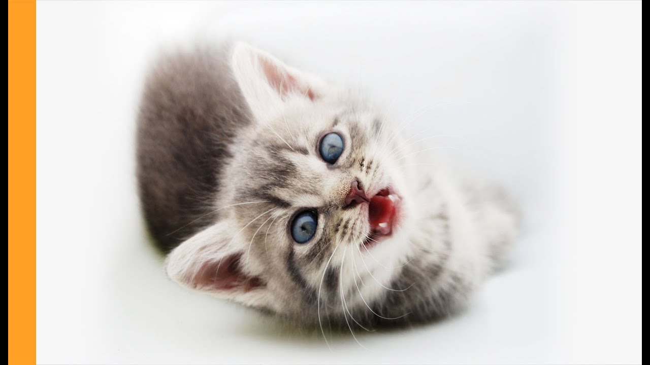 Cat meow sound effects 2hrs relaxing noise calming kitten meowing sounds