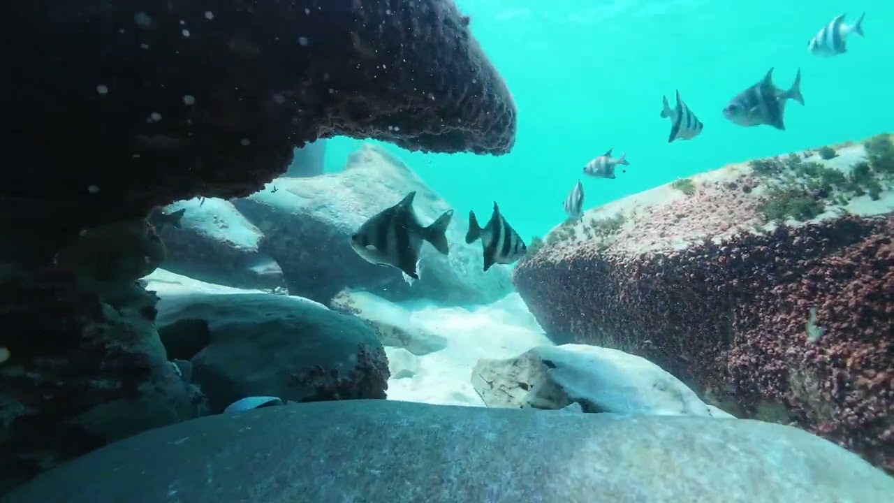 Snorkelling Esperance on a calm day.