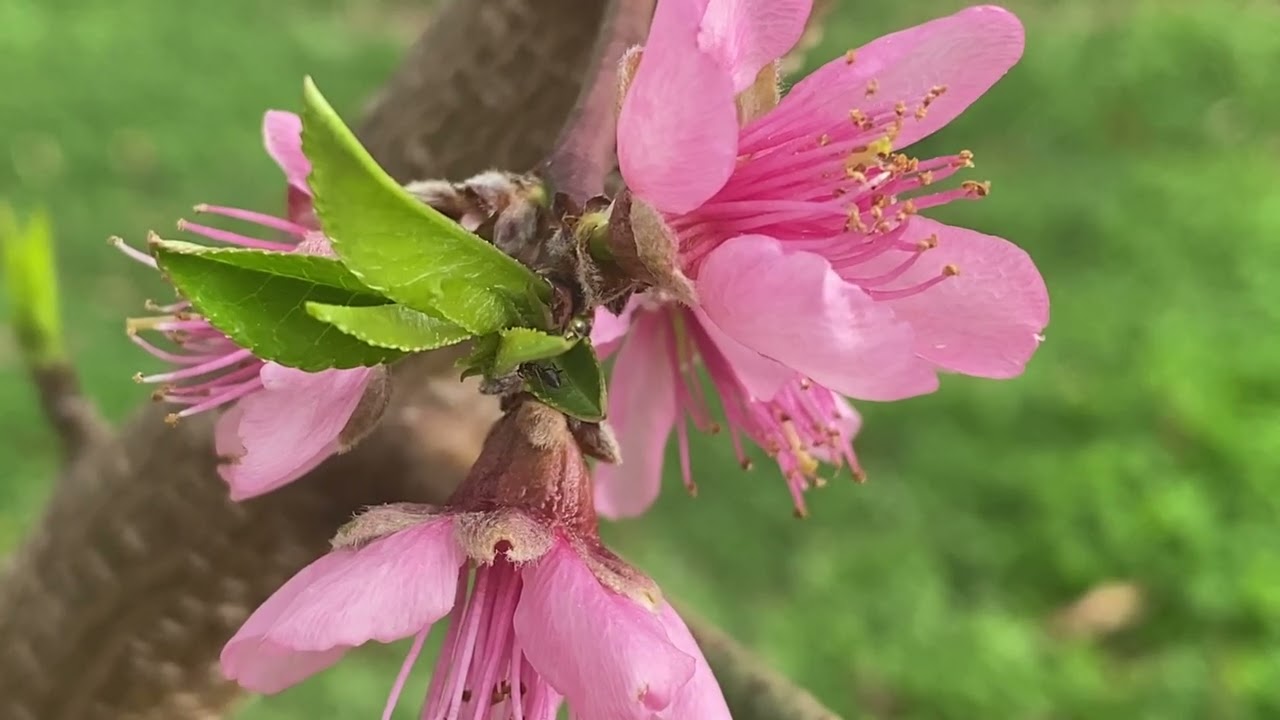 Naturaleza 