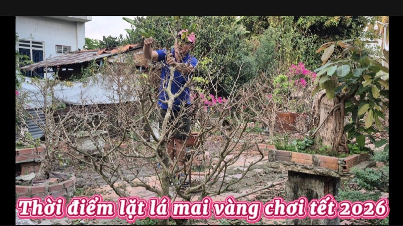 Thời điểm lặt lá mai vàng chơi tết 2026|| Châu ngọc vlog & bonsai 