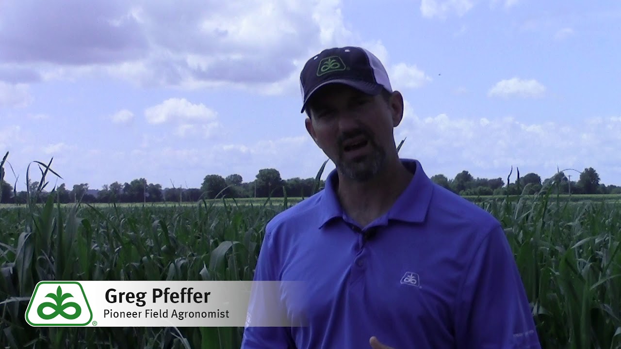 Evaluating Hail Damage in Corn