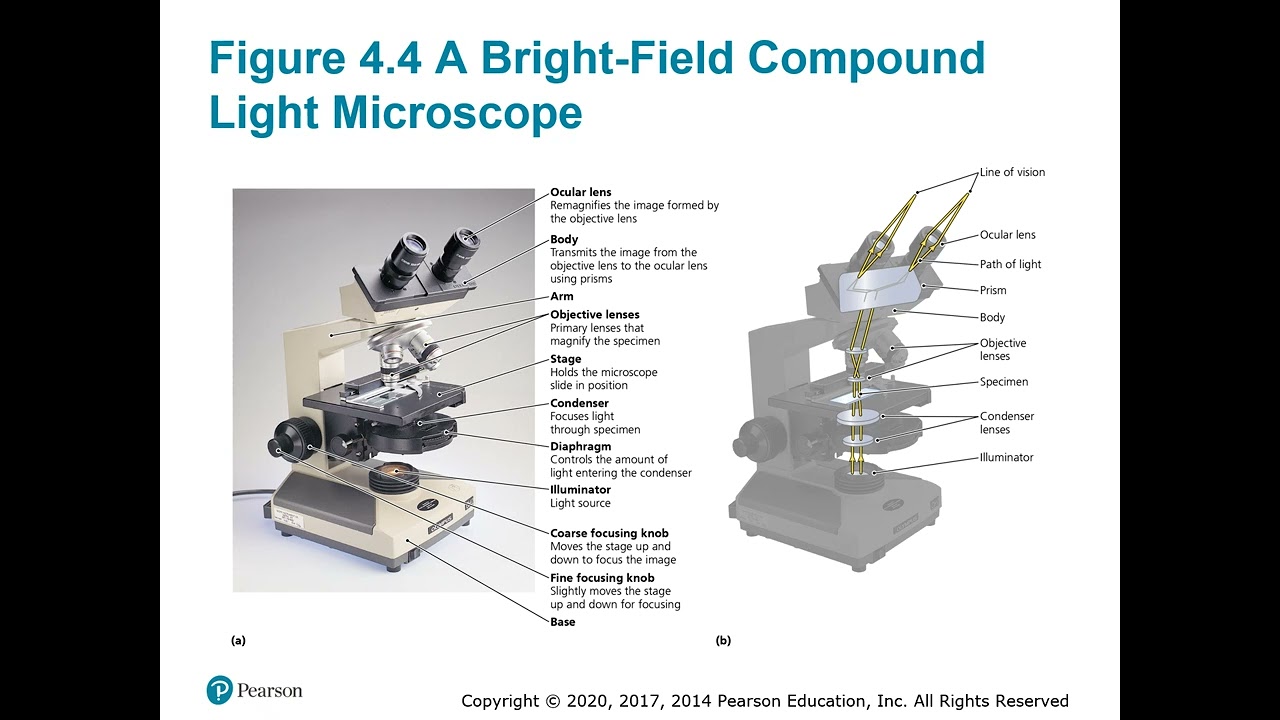 BIO 230 Chapter 4 PPT Recording