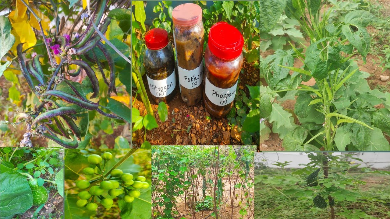 Organic NPK liquid fertilizer/Homemade natural fertilizer for plants in tamil/Gardening ideas tamil