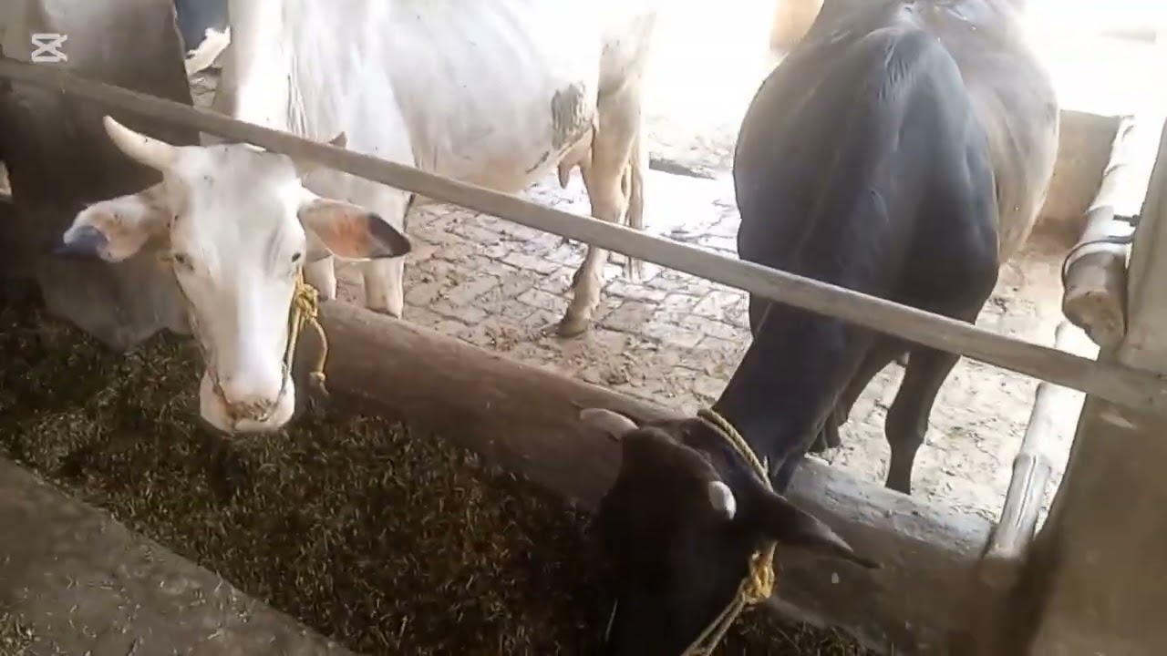 Aaj aapko dikhayenge dant ke sath kaise ghas kata jata hai aur form ka visit karvayenge