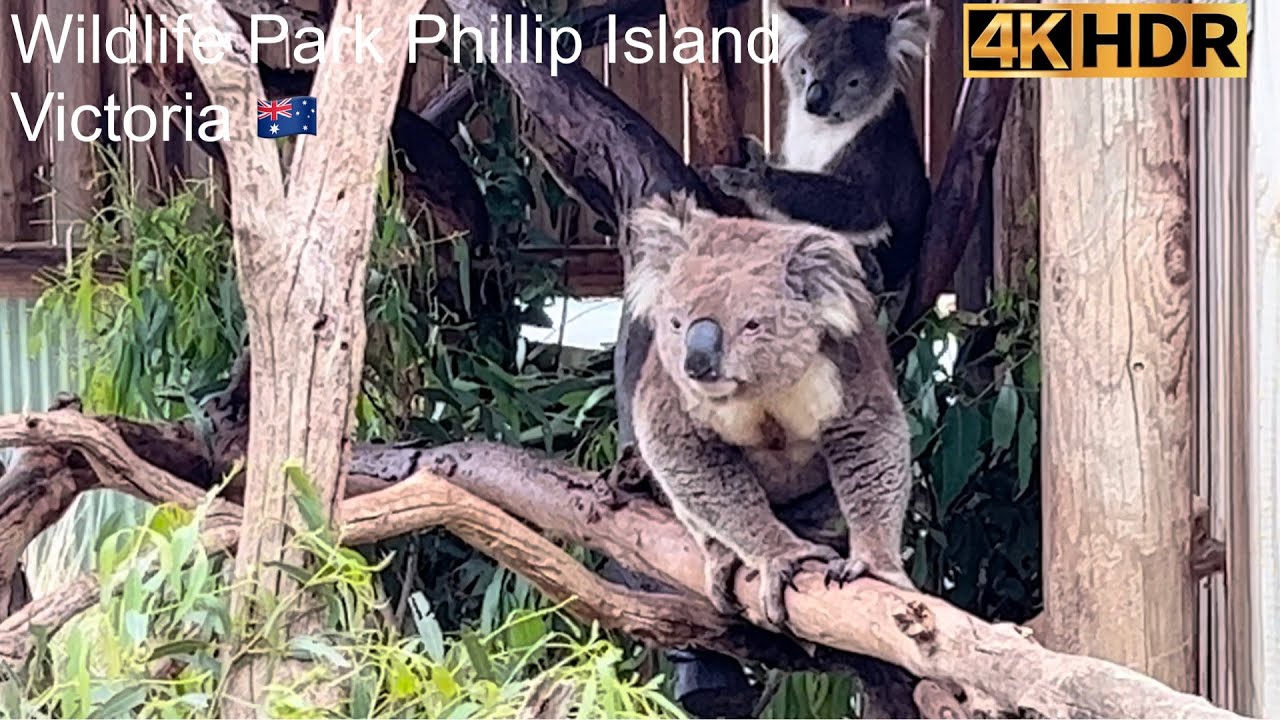 Wildlife Park Phillip Island | Victoria Australia | 4K HDR