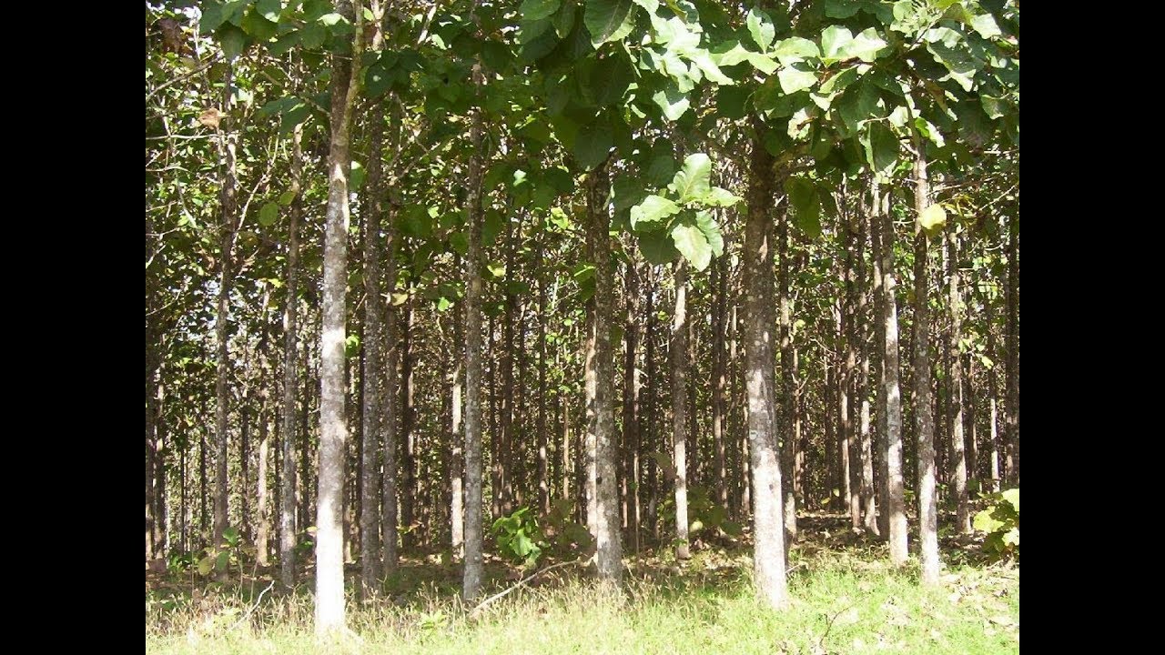 Sistemas Agro Forestales con Cacao   - TvAgro por Juan Gonzalo Angel