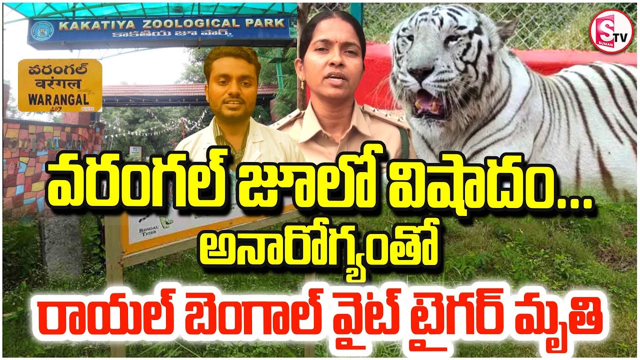 వరంగల్ జూ లో గుండె పిండేసే ఘటన | White Tiger Incident at Warangal Kakatiya Zoo | RoyalBengalTiger