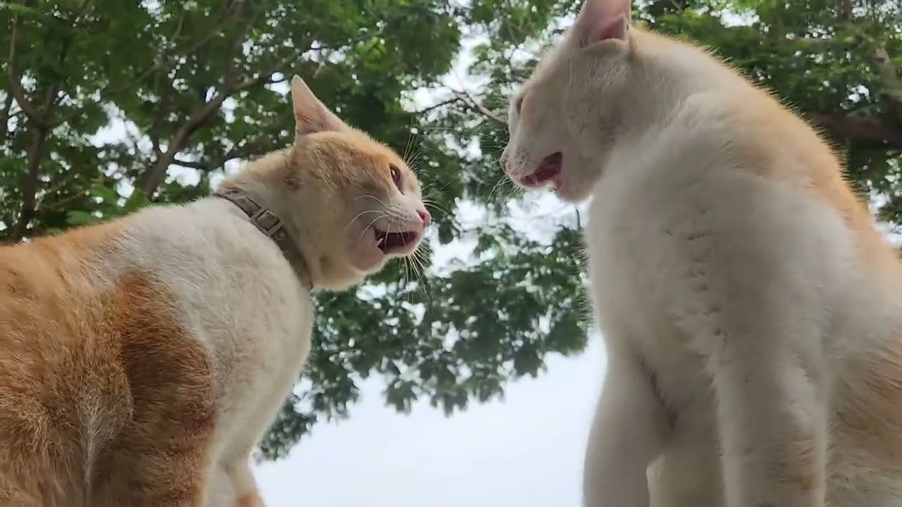 Orange Cats Fighting Each Other