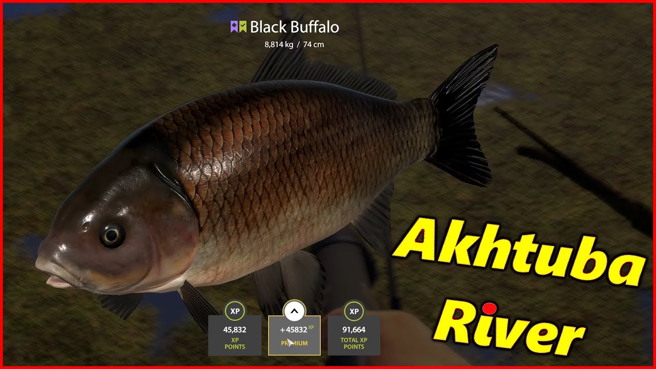 Akhtuba River Buffalo | Russian Fishing 4 rf4 spot