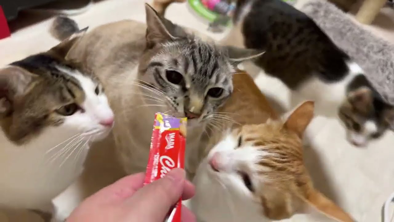 2026.3.1 子猫部屋　オヤツ
