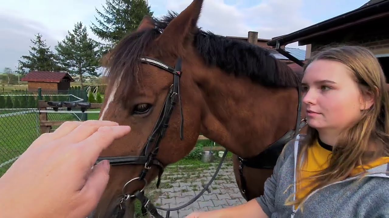 Jak osiodłać konia