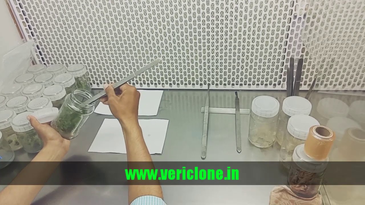 Plant tissue culture working Process : Vericlone