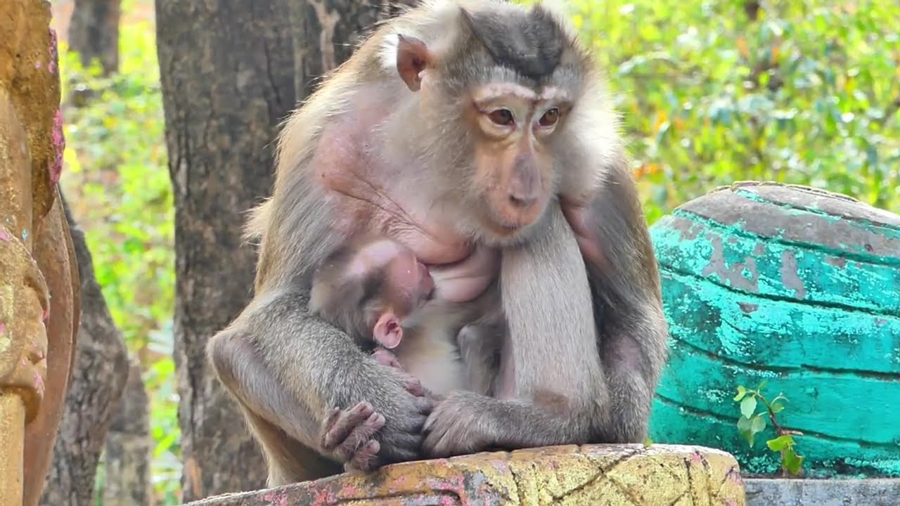 Tiny and Tender – A Newborn Monkey Just Born