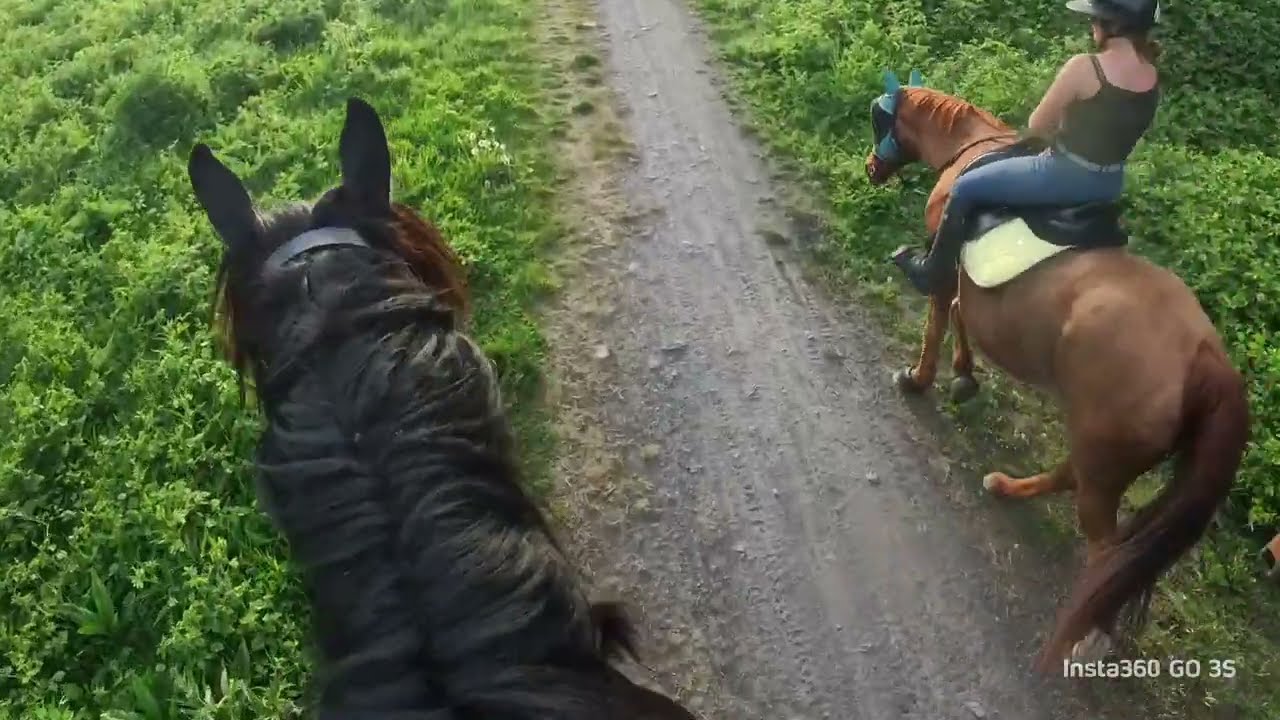 Mon cheval de trait trait du nord de 1m85 de 5 ans tombe à genoux 😱