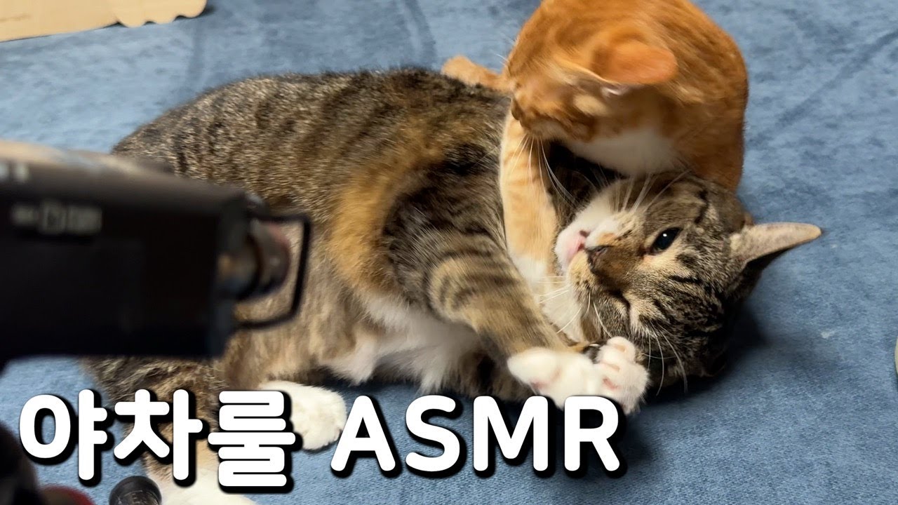 ⚠️ 오늘 고팔남 안나옴 진짜 안나옴 이번엔 진짜임 진짜 진짜로 구라아님 이거 진짜ㄹㅇ임 구라면 고양이 돈으로 쇼핑함