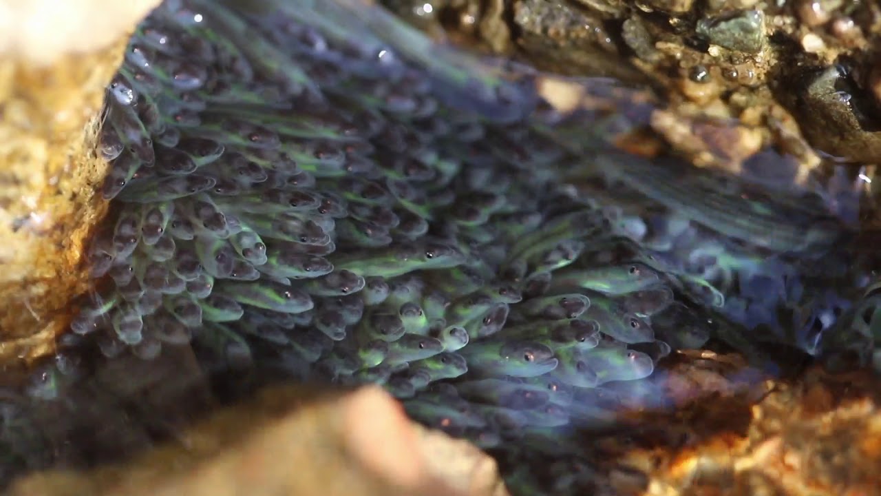 Alewives and Elvers in Somesville