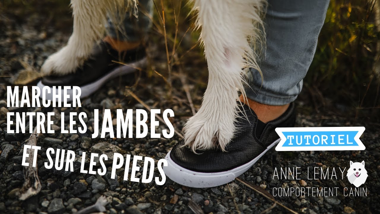 TUTO - Comment apprendre &agrave; votre chien &agrave; marcher ENTRE les jambes.