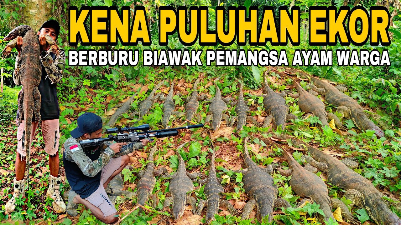 BERBURU BIAWAK PENJEBOL KANDANG AYAM || PEST CONTROL || MONITOR LIZARD 