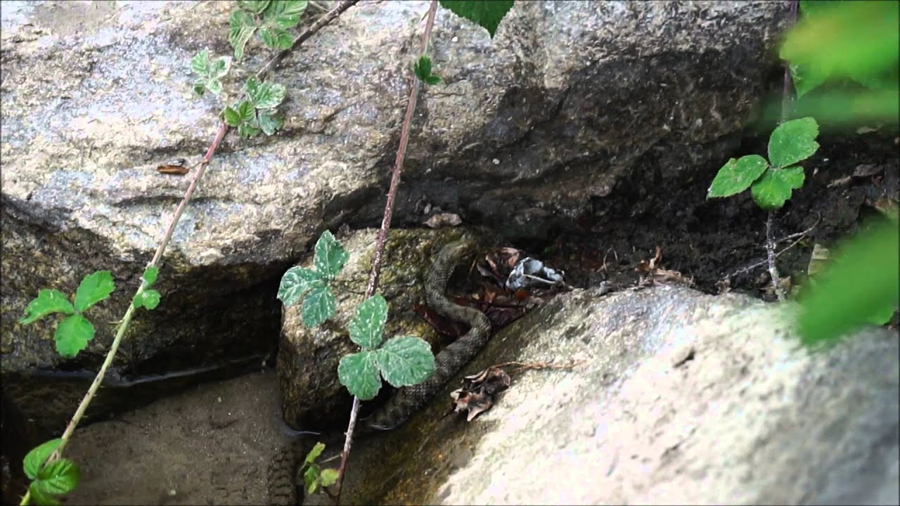 Zaskroniec ryboł&oacute;w (Natrix tessellata), fiume Vedeggio, Ticino.