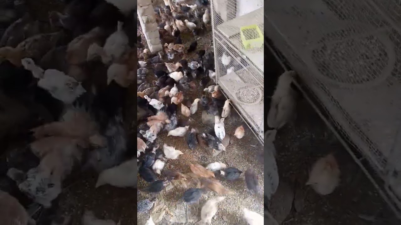 40 day old sex#Mashallah