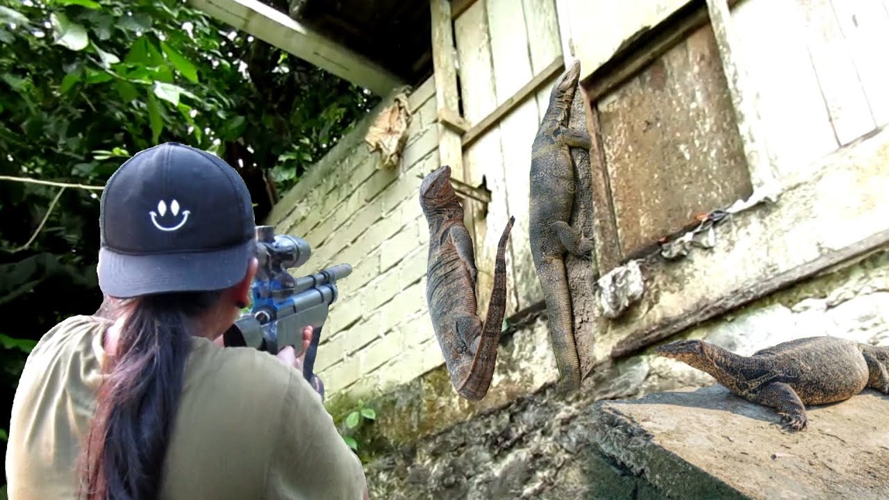 VIDIO HUNTING BIAWAK MOSTER PENGHUNI RUMAH WARGA FULL TIGA EKOR POIN(berburu biawak)