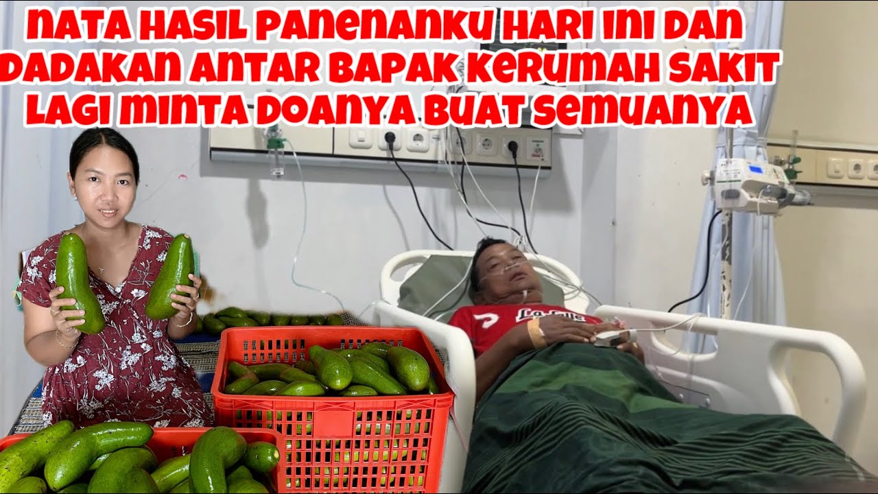 NATA HASIL PANENANKU HARI INI DAN DADAKAN ANTAR BAPAK KERUMAH SAKIT LAGI‼️MINTA DOANYA BUAT SEMUANYA