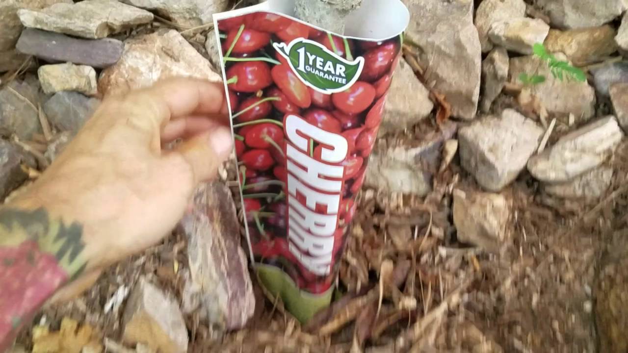 Cherry Tree in AZ! Bing, Black Tartarian, Lapins, Royal Lee, Van varieties!