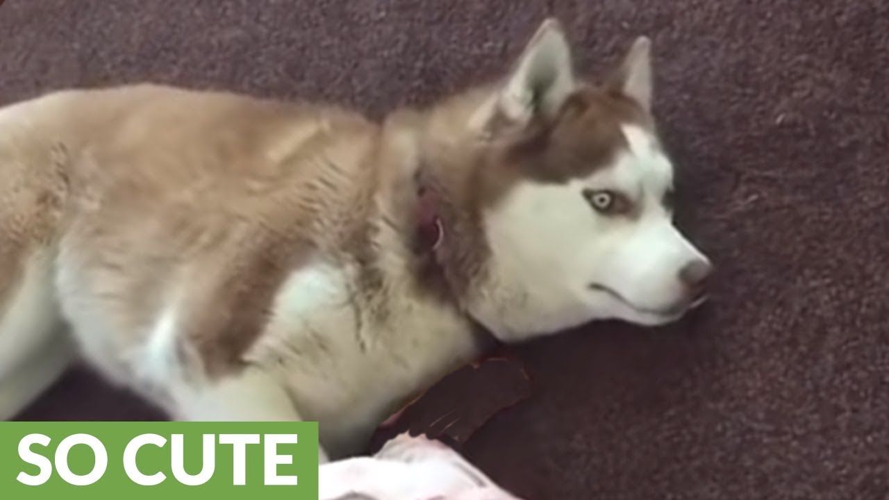 Siberian Husky plays gently with baby