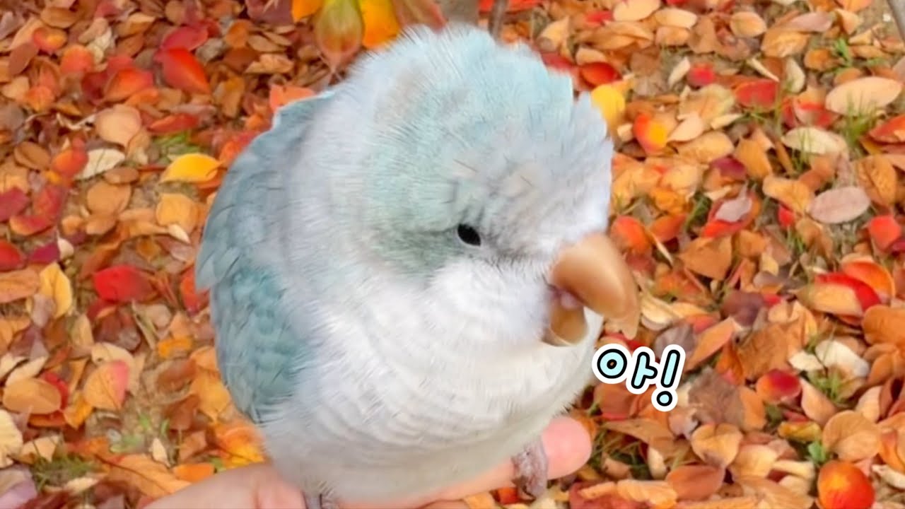 짧아서 아!쉬웠던 가을 기록🍂🍁