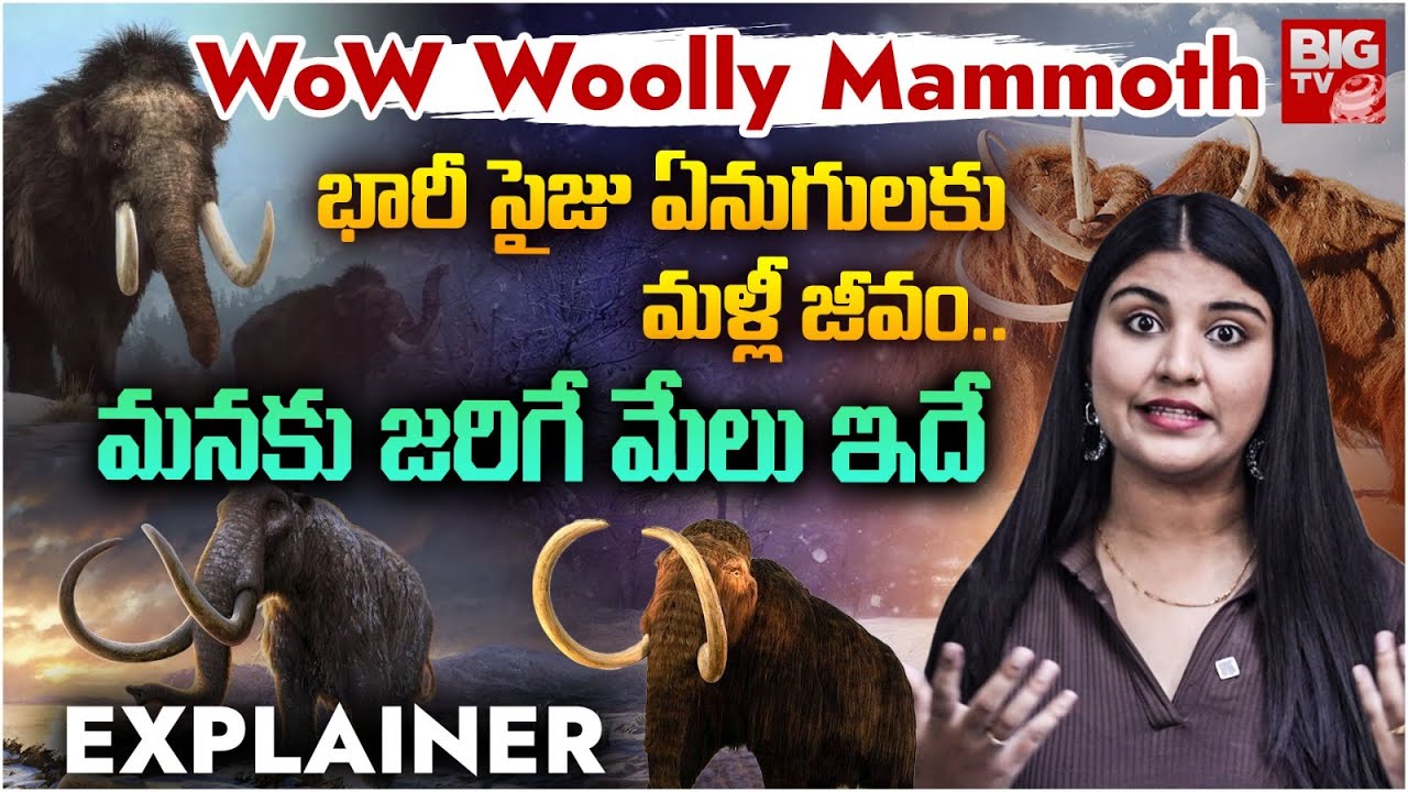 Woolly Mammoth Size Explained : భారీ సైజు ఏనుగులకుమళ్లీ జీవం..Big Size Elephants | BIGTV LIVE