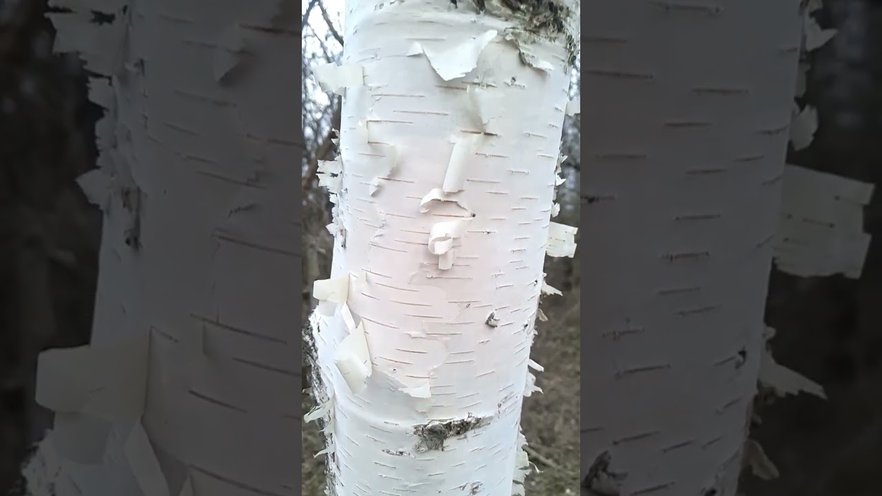 birch sounds of nature