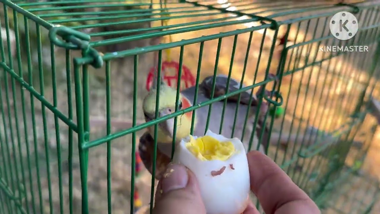 My baby holiday love to eat egg🇵🇭🇺🇸