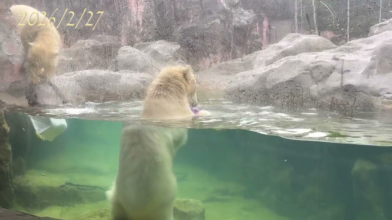 2/27 ホッキョクグマ双子　シロクマ　そら　うみ　八木山動物園　polar bear twins