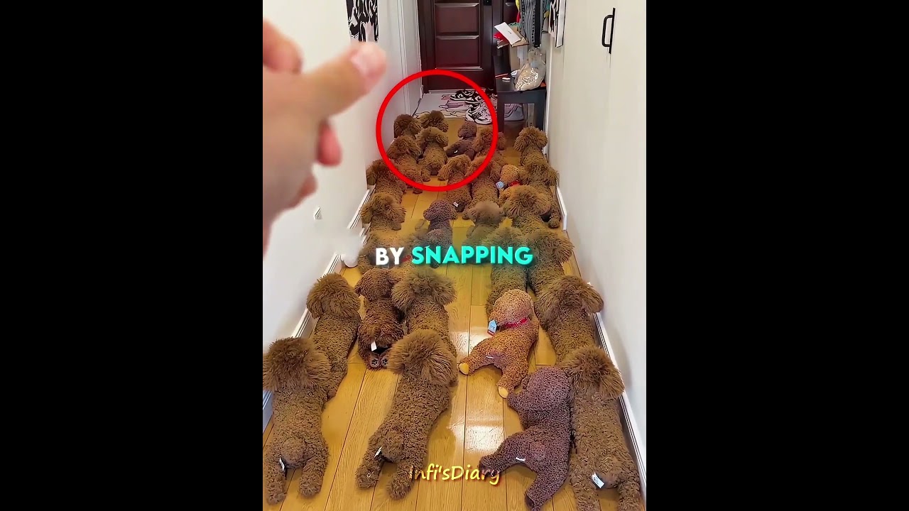 This naughty dog surprised his owner  #shorts