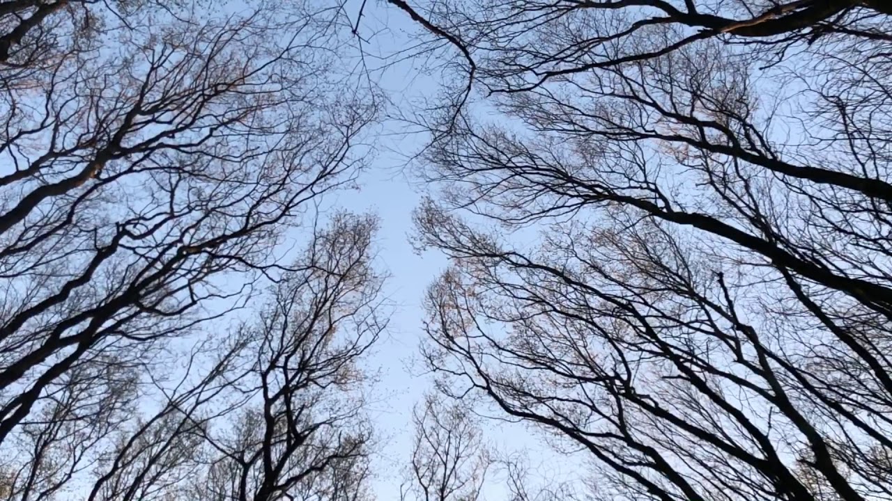 Peace in the woods - спокойствие в лесу