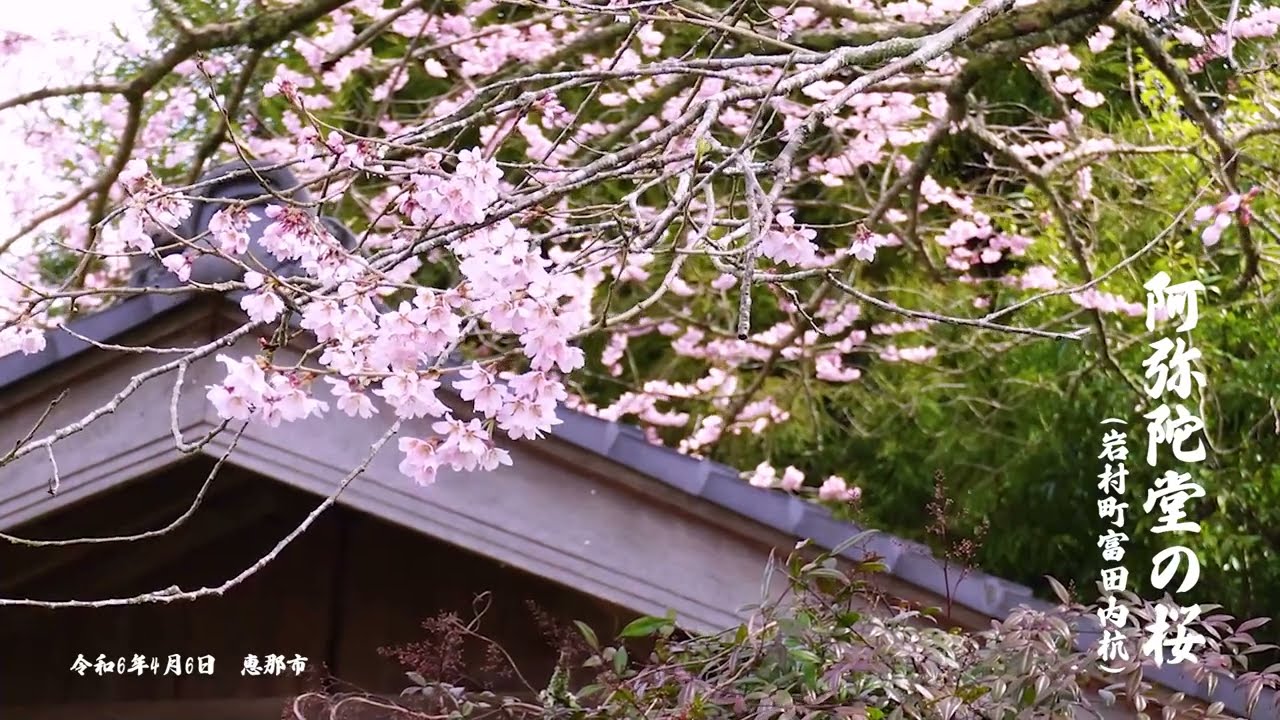 阿弥陀堂の桜 2024年4月6日